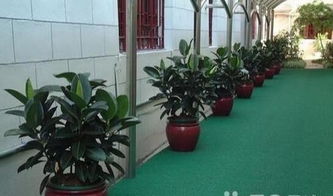 建业区专业绿植租摆租赁,园林景观设计养护绿化工程